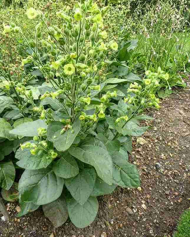 nicotina rustica