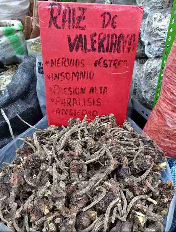 raiz de valeriana
