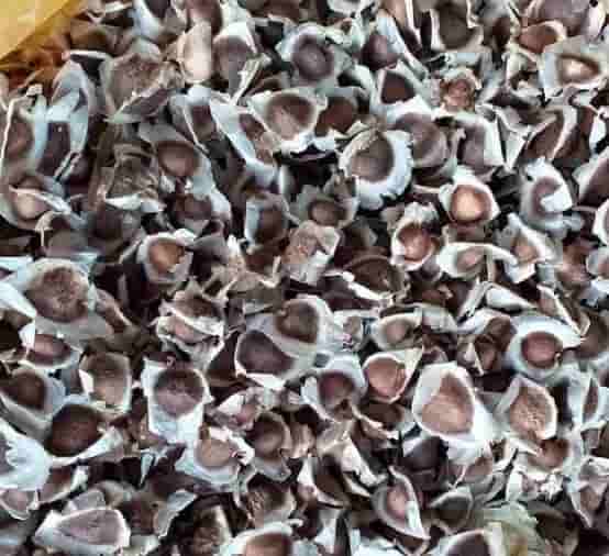 semillas de moringa